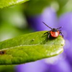 Szkolny konkurs plastyczny „Chronię się przed kleszczem” dla klas I–III